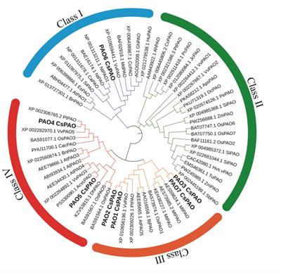 Genome-Wide Identification of Seven Polyamine Oxidase Genes in Camellia sinensis (L.) and Their Expression Patterns Under Various Abiotic Stresses